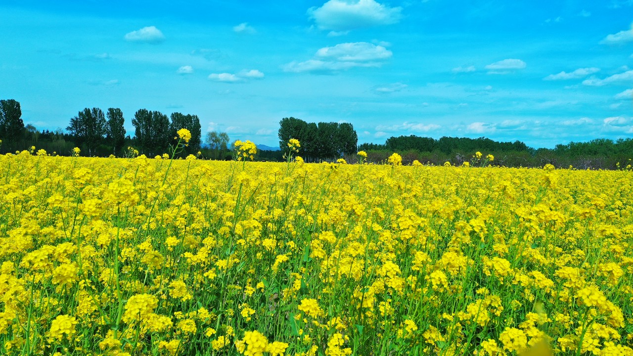 网红自然景观赏花内容页3 -油菜花.jpeg
