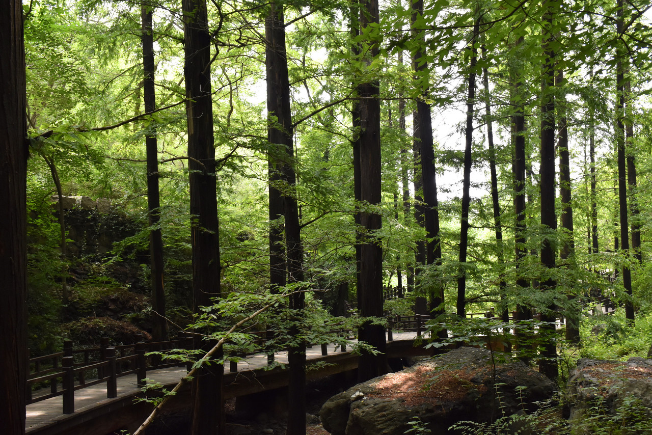 网红自然景观赏花内容页5 - 北京植物园樱桃谷.jpeg