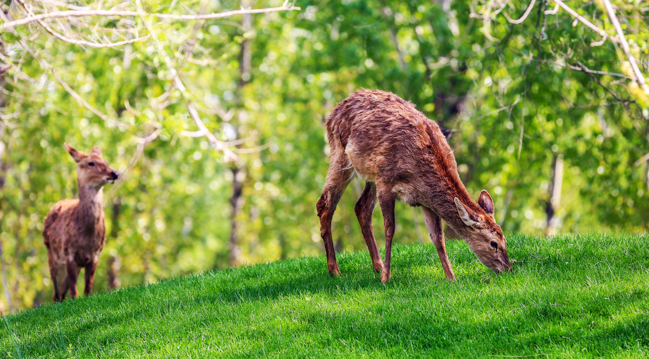 网红人文景观内容页 1- 北京野生动物园.jpeg