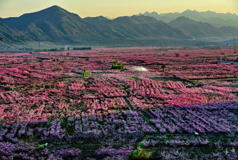 平谷区-桃花1.jpg