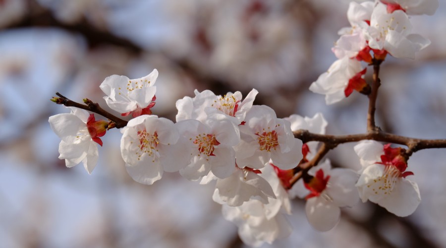 杏花(tuchong.com)_900x500.jpg 杏花(tuchong.com)_900x500.jpg