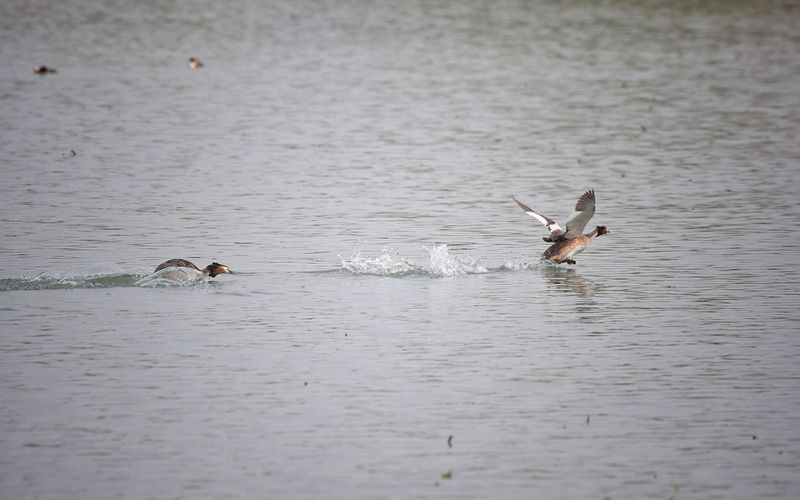 5574084171904656499.jpeg 5574084171904656499.jpeg